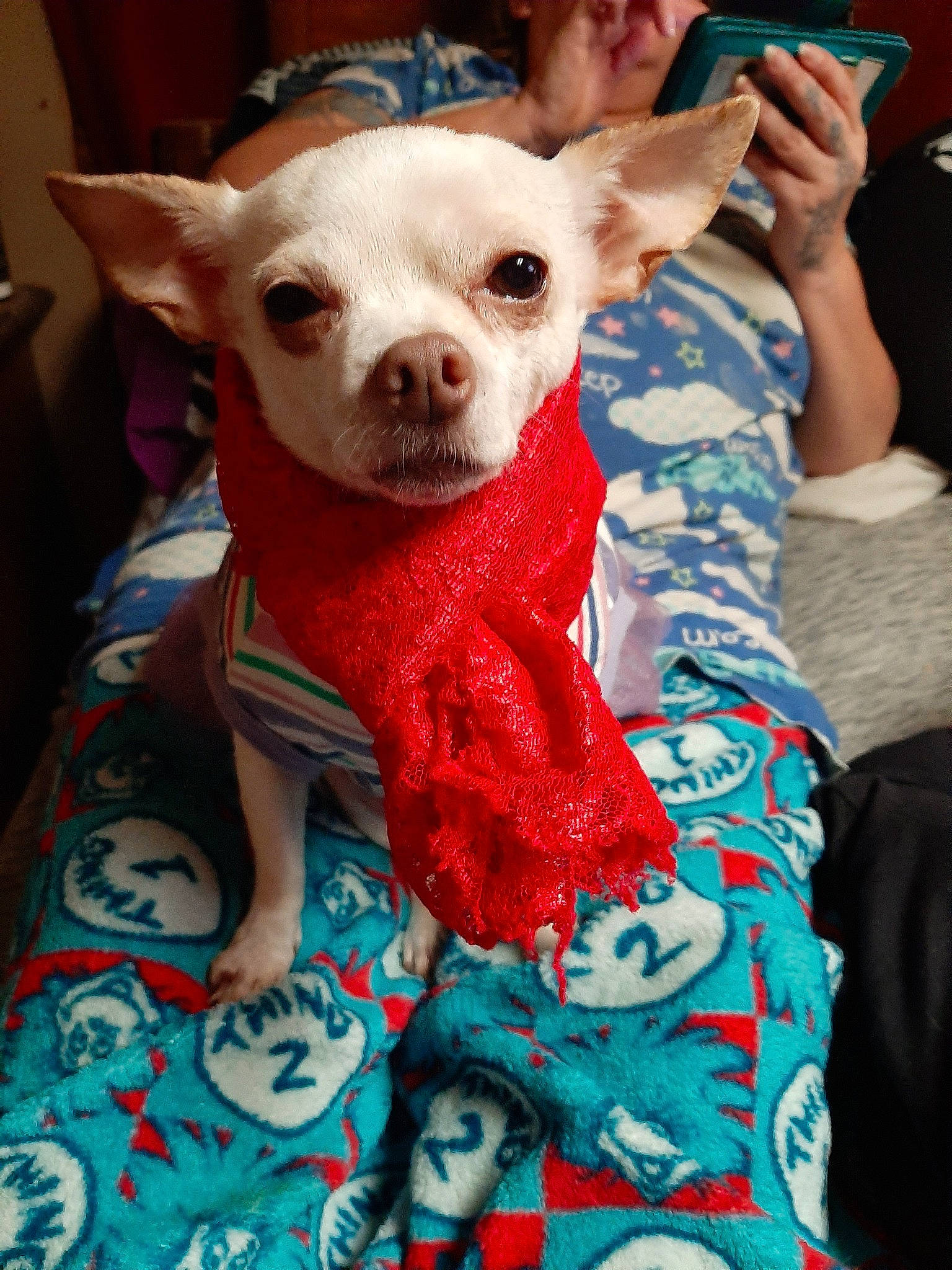 Lily joined the competition — help win amazing prizes! canidae, carnivore, chihuahua, companion_dog, dog, dog_breed, dog_clothes, ear, fawn, head, mammal, nose, puppy, puppy_love, skin, snout, textile, toy_dog