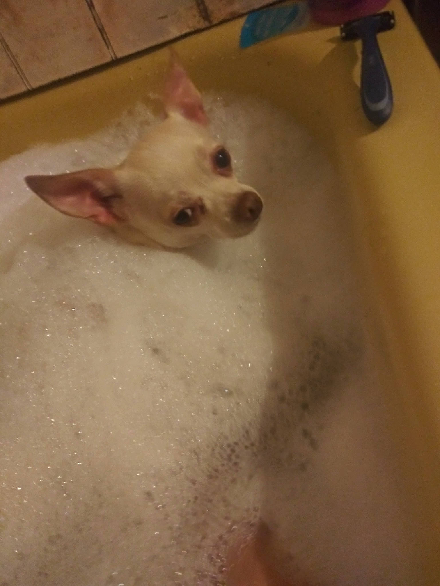 Lily is registered to the contest to win money with this photo: canidae, carnivore, cat, chihuahua, dog, dog_breed, ear, eye, fawn, mammal, non_sporting_group, pomeranian, puppy, skin, snout, toy_dog, whiskers