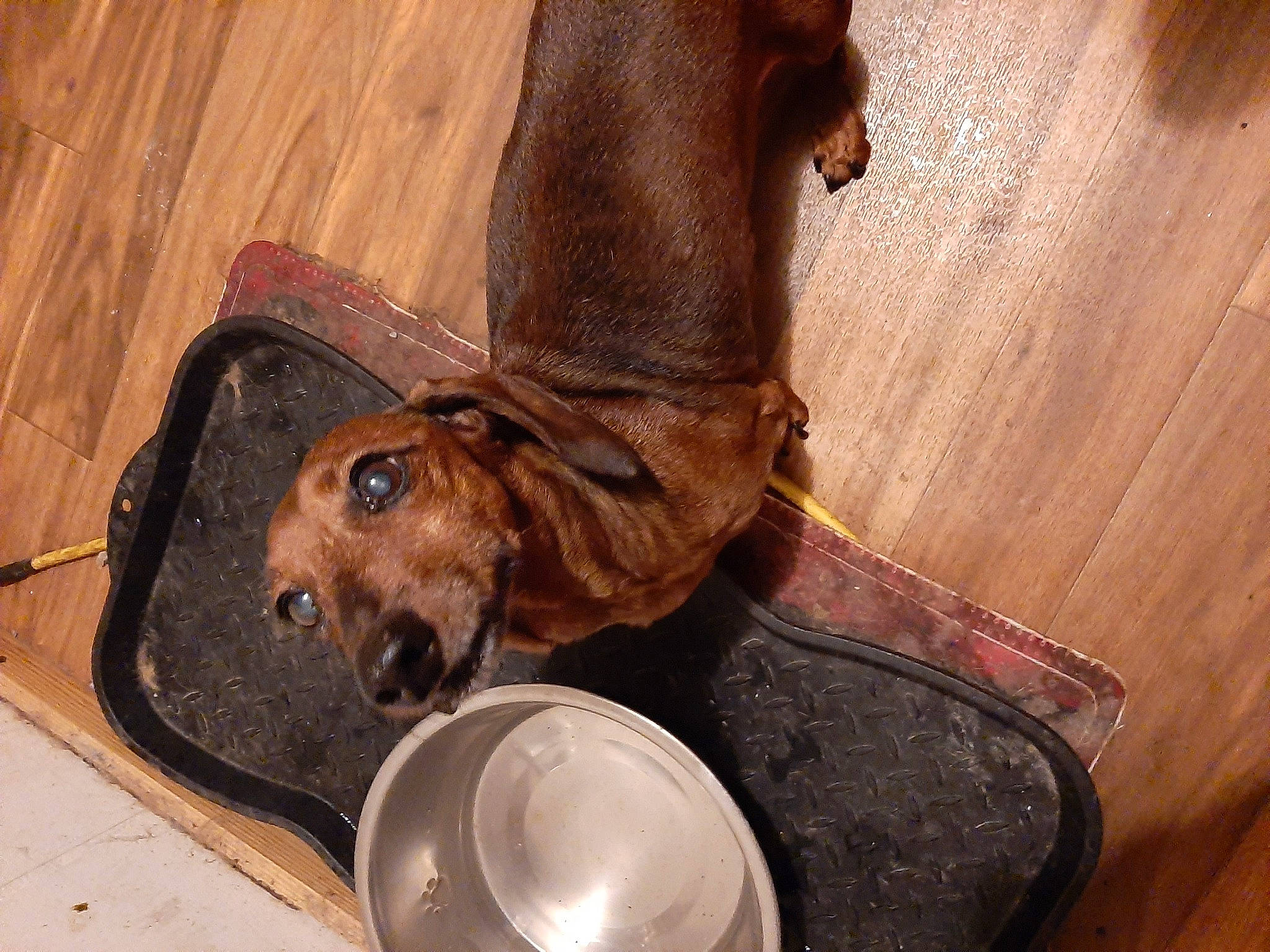 Shorty is registered to the contest to win money with this photo: canidae, carnivore, dachshund, dog, dog_breed, liver, snout