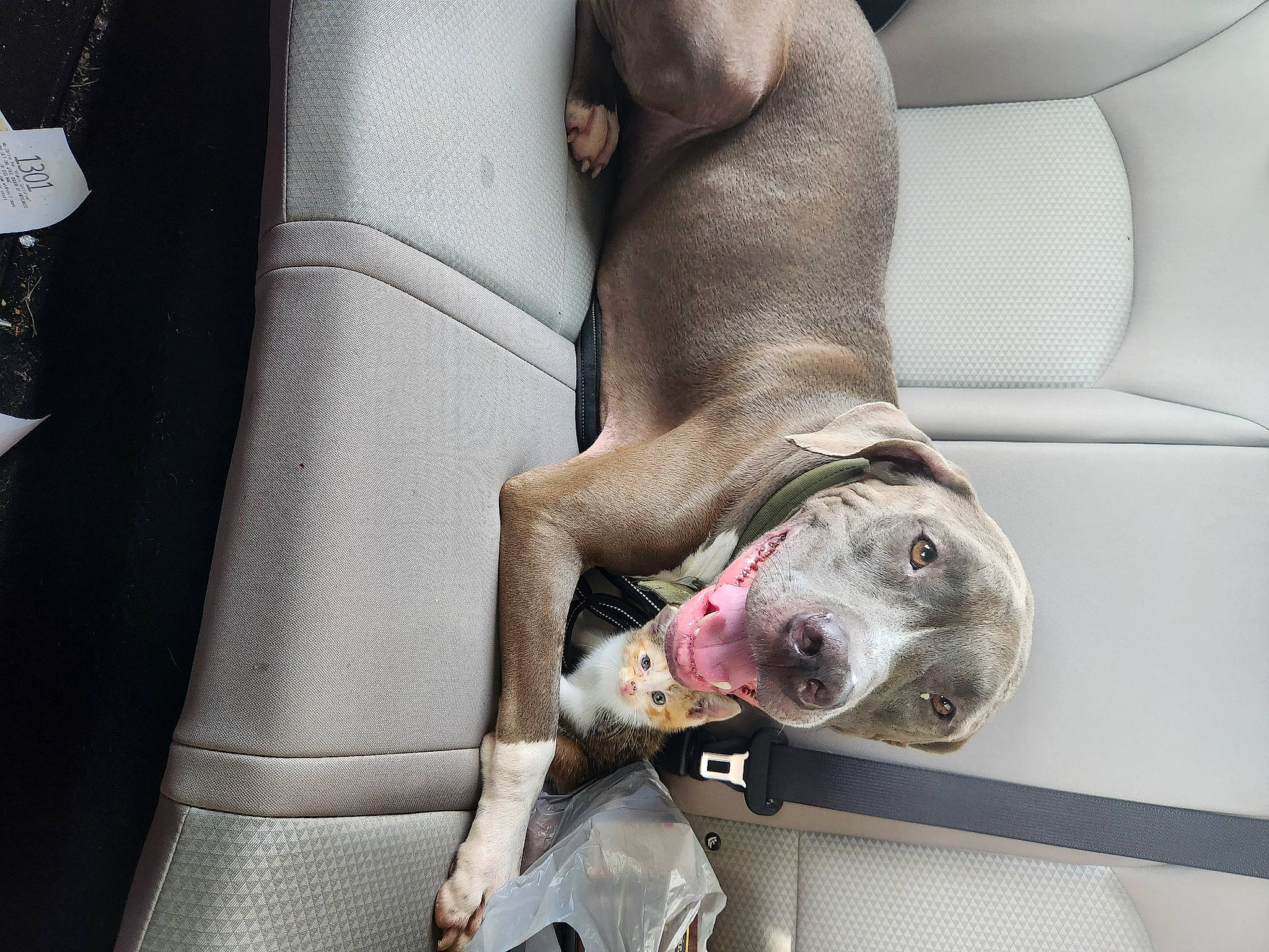 Blake joined the competition — help win amazing prizes! auto_part, car, car_seat, car_seat_cover, carnivore, collar, comfort, companion_dog, dog, dog_breed, foot, gesture, grey, human_leg, leg, luxury_vehicle, personal_luxury_car, vehicle, vehicle_door, whiskers