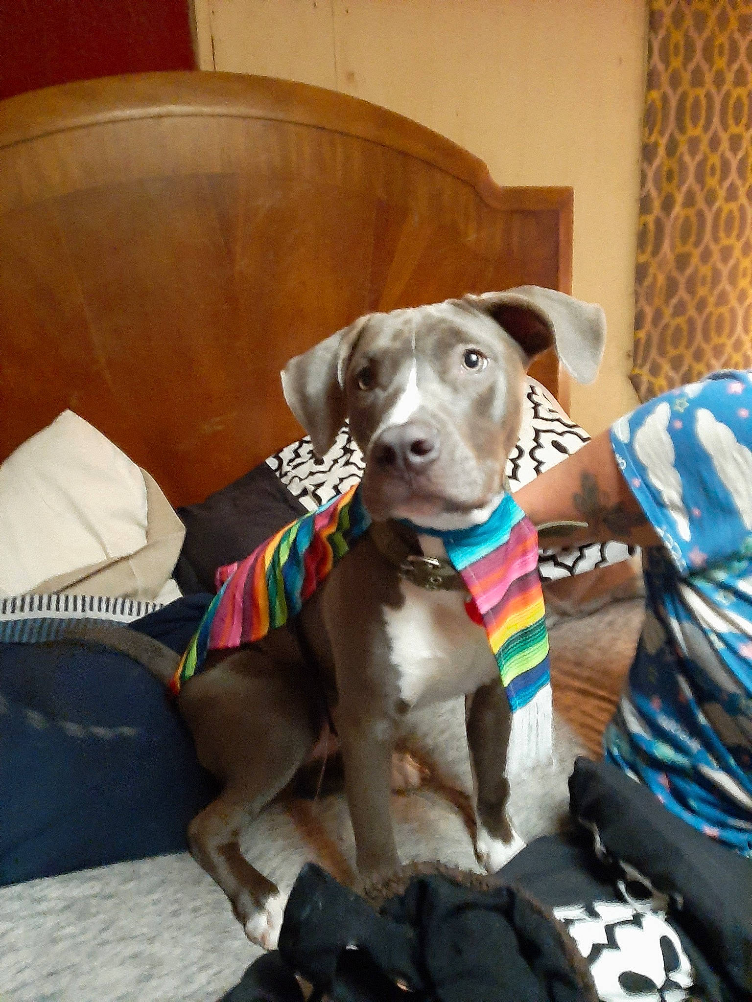 Blake joined the competition — help win amazing prizes! beagador, blue_lacy, canidae, carnivore, dog, dog_breed, dog_collar, fawn, great_dane, mammal, non_sporting_group, pit_bull, pointer, snout, sporting_group, weimaraner