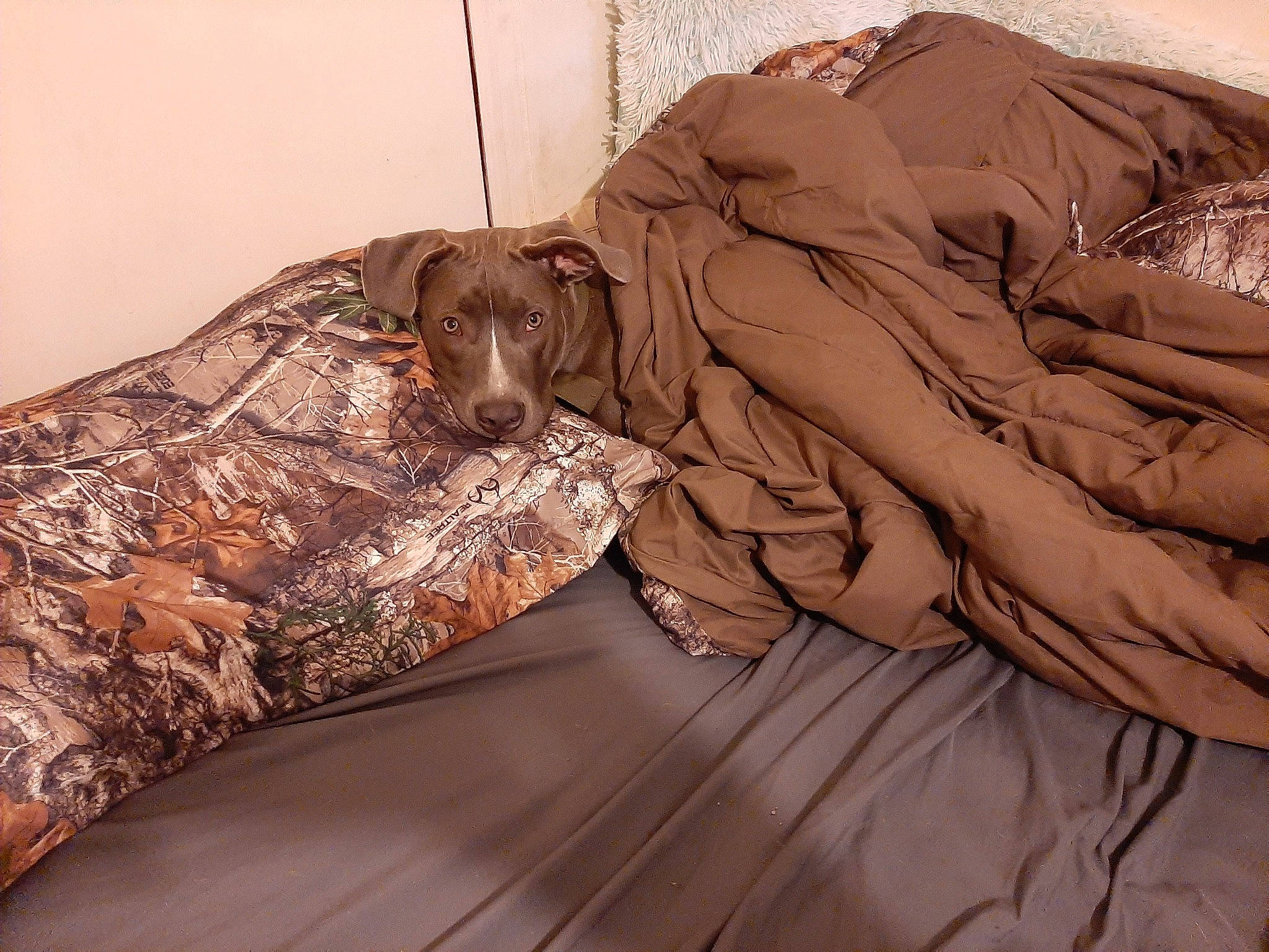 Blake is registered to the contest to win money with this photo: canidae, carnivore, comfort, dog, linens, nap, pointer, pointing_breed, sleep, sporting_group, textile, weimaraner