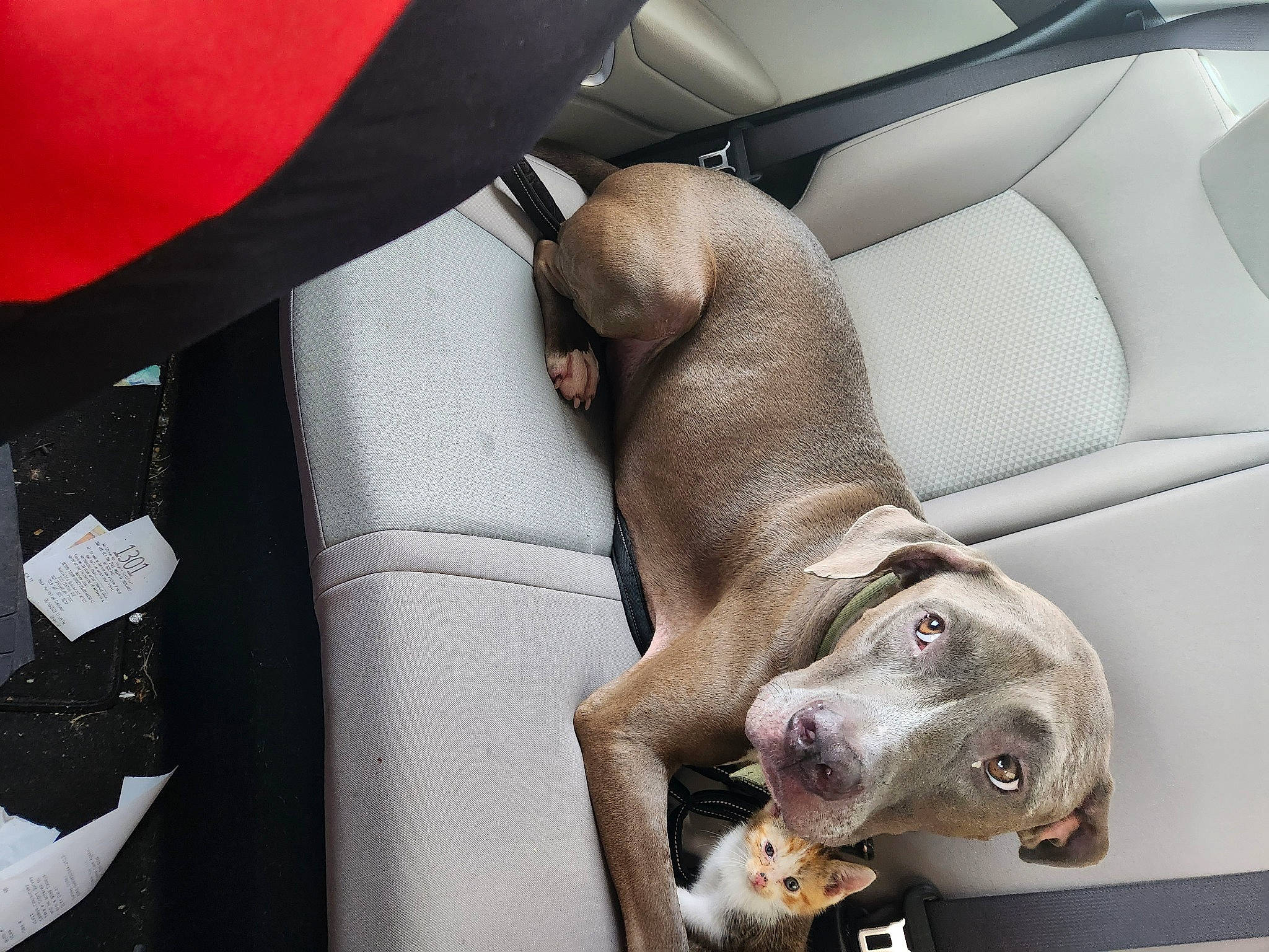 Blake is registered to the contest to win money with this photo: auto_part, automotive_design, car_seat, car_seat_cover, carnivore, comfort, companion_dog, dog, dog_breed, dog_supply, family_car, fawn, head_restraint, liver, motor_vehicle, personal_luxury_car, snout, sporting_group, vehicle_door, working_animal