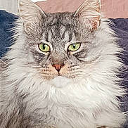 Sherkan a rejoint le concours — aidez-le/la à gagner de superbes lots ! cat, fluffy, gray, white, green_eyes, pet, feline, close_up, indoor, cozy, pillow, resting, portrait, animal, whiskers, ears, soft_fur, sitting, cute, domestic_cat