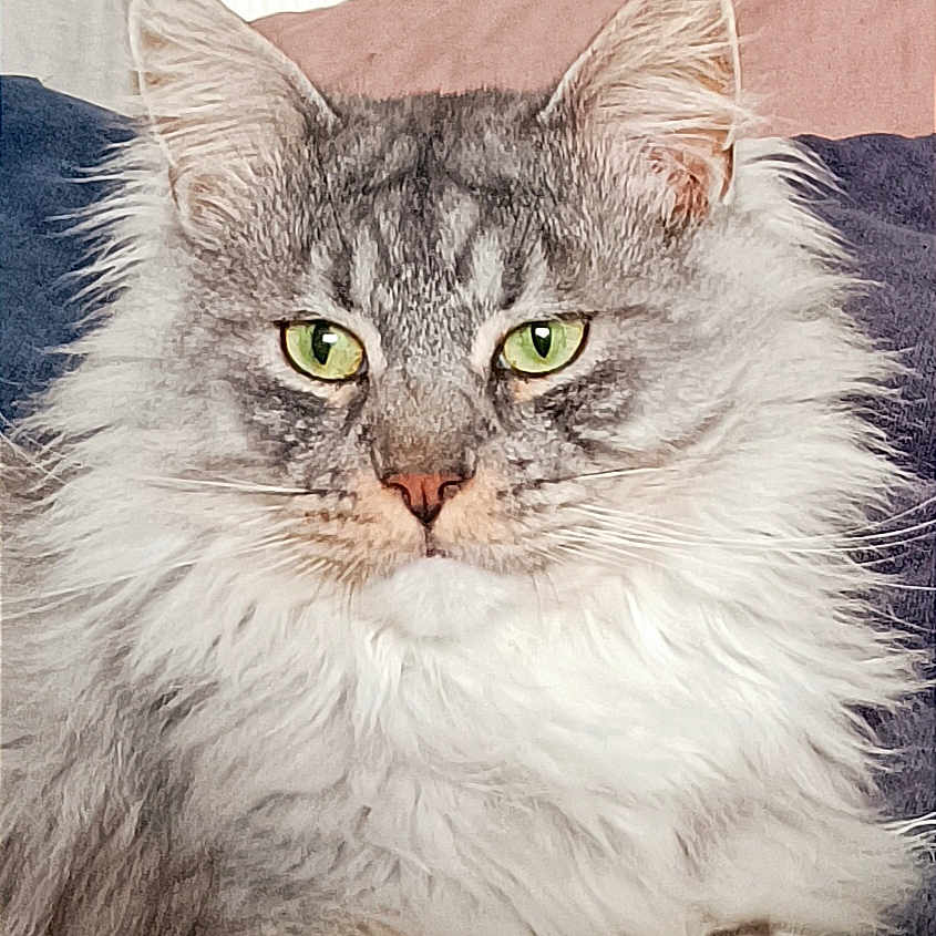 Sherkan a rejoint le concours — aidez-le/la à gagner de superbes lots ! animal, cat, close_up, cozy, cute, domestic_cat, ears, feline, fluffy, gray, green_eyes, indoor, pet, pillow, portrait, resting, sitting, soft_fur, whiskers, white