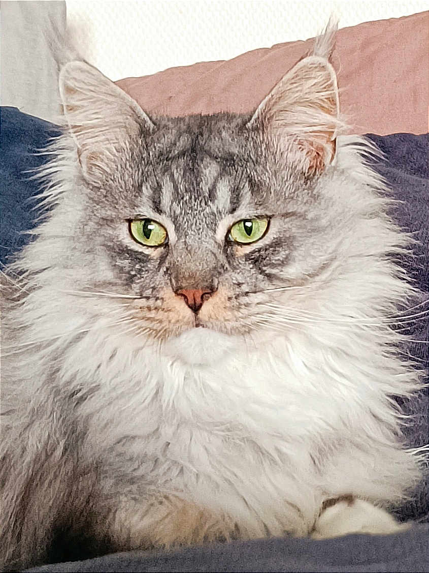 Sherkan a rejoint le concours — aidez-le/la à gagner de superbes lots ! cat, fluffy, gray, white, green_eyes, pet, feline, close_up, indoor, cozy, pillow, resting, portrait, animal, whiskers, ears, soft_fur, sitting, cute, domestic_cat