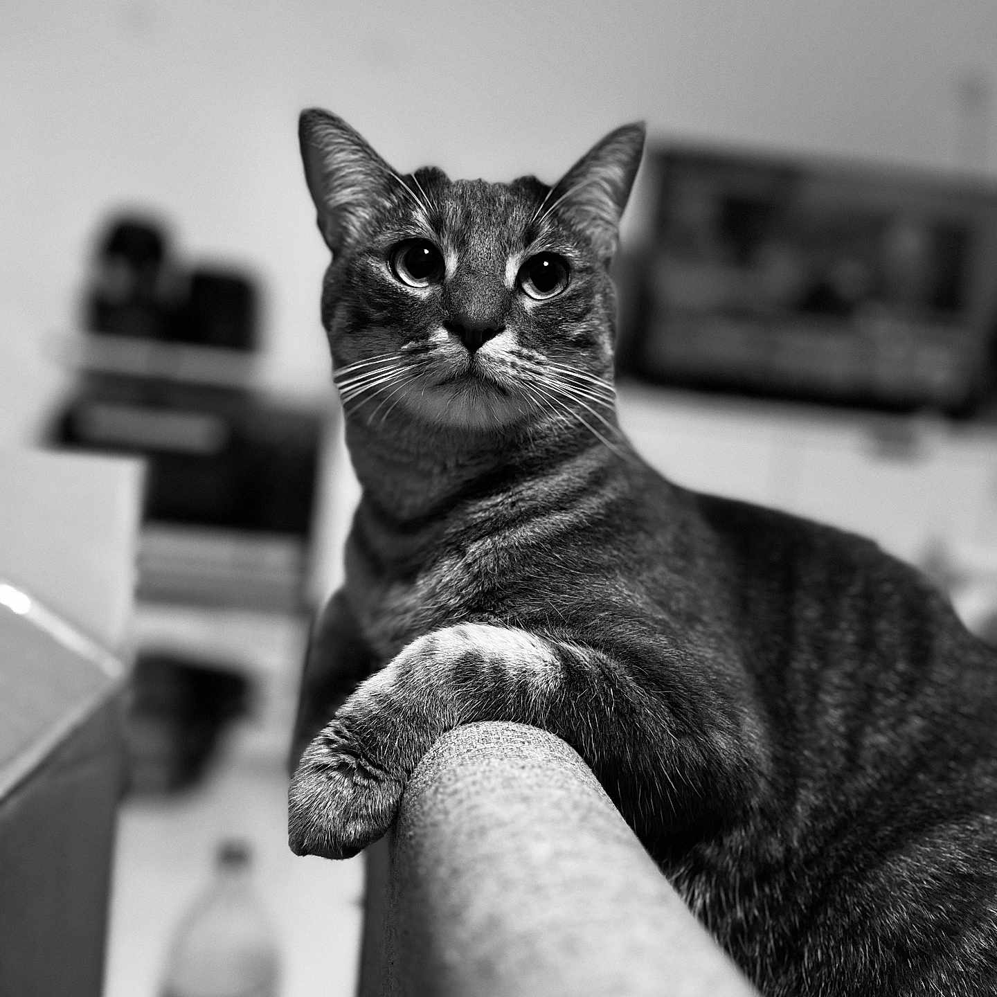 Doffy participe au concours pour gagner de l'argent avec cette photo : animal, black_and_white, cat, closeup, curious, domestic_cat, feline, focus, furniture, household, indoor, mammal, paw, pet, portrait, relaxed, resting, sofa, tabby_cat, whiskers