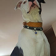 Priscilla Vocoret a rejoint le concours — aidez-le/la à gagner de superbes lots ! dog, pet, white_dog, black_patch, collar, dog_tag, portrait, low_angle, indoor, ceiling, close_up, short_hair, muscular, attentive, whiskers, nose, paws, standing, home, curious