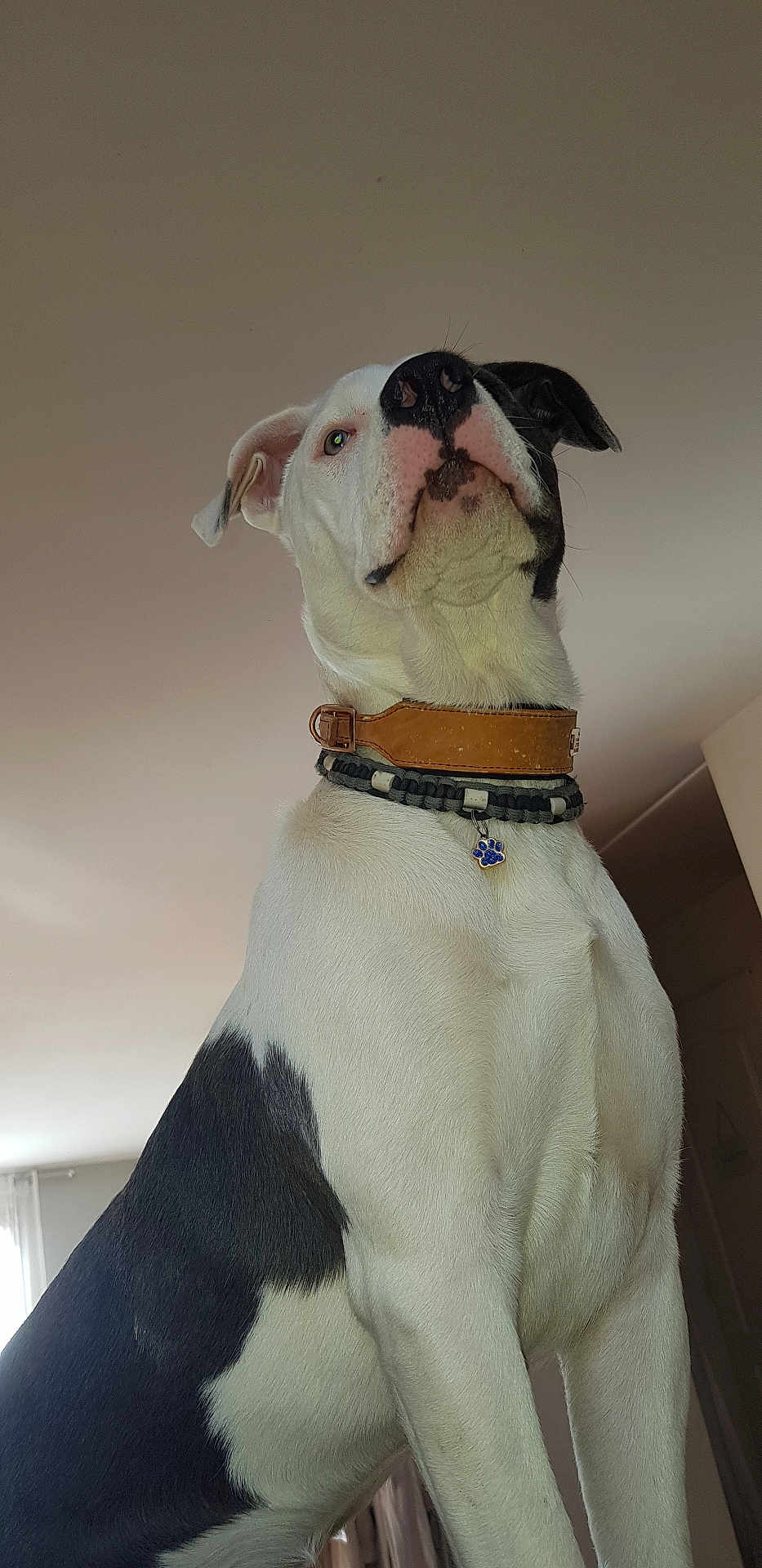 Priscilla Vocoret a rejoint le concours — aidez-le/la à gagner de superbes lots ! dog, pet, white_dog, black_patch, collar, dog_tag, portrait, low_angle, indoor, ceiling, close_up, short_hair, muscular, attentive, whiskers, nose, paws, standing, home, curious