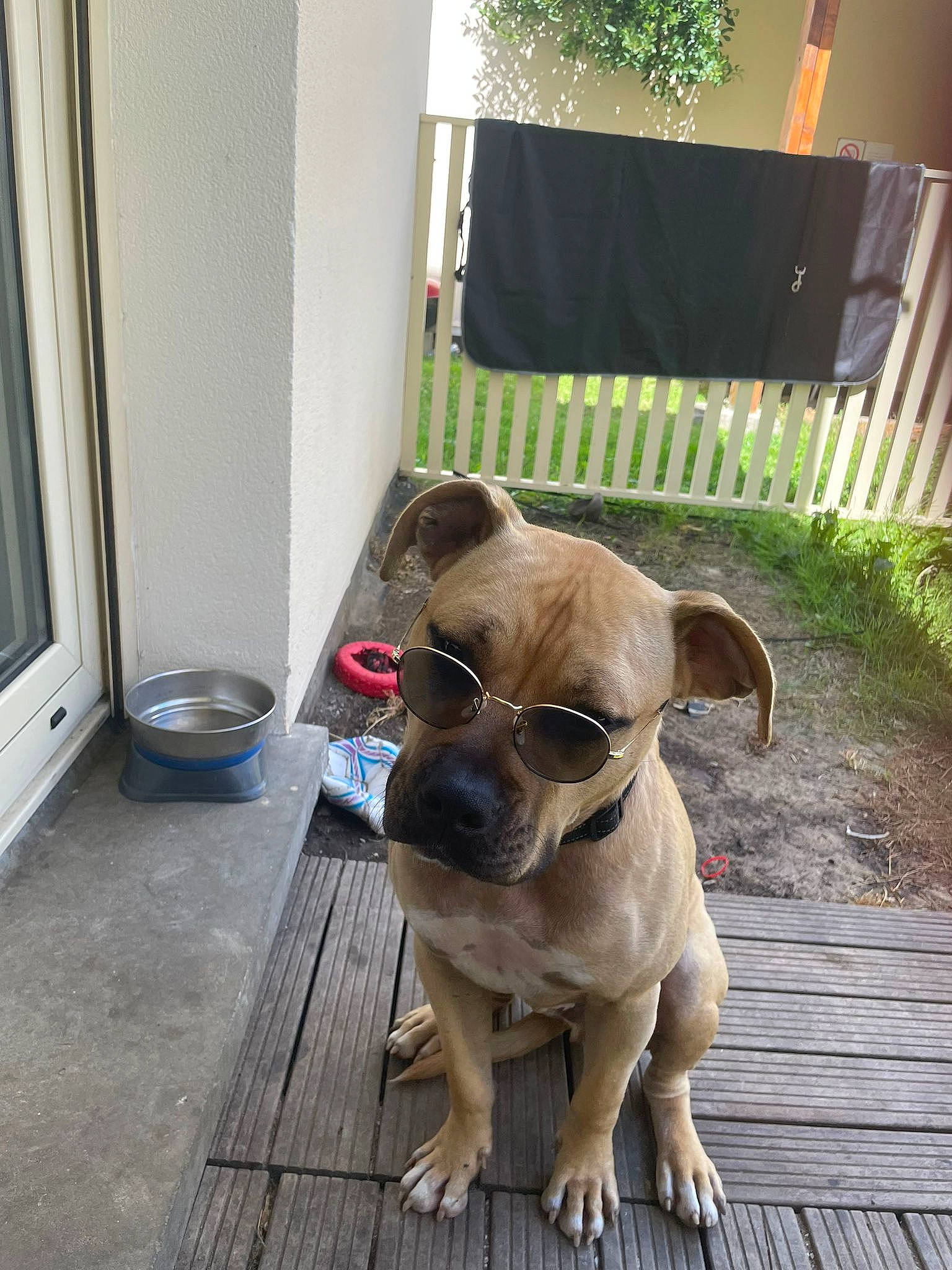 Ghost participe au concours pour gagner de l'argent avec cette photo : canidae, carnivore, collar, companion_dog, dog, dog_breed, dog_collar, dog_supply, fawn, floor, flooring, hardwood, pet_supply, snout, sporting_group, tail, terrestrial_animal, toy_dog, wood, working_animal