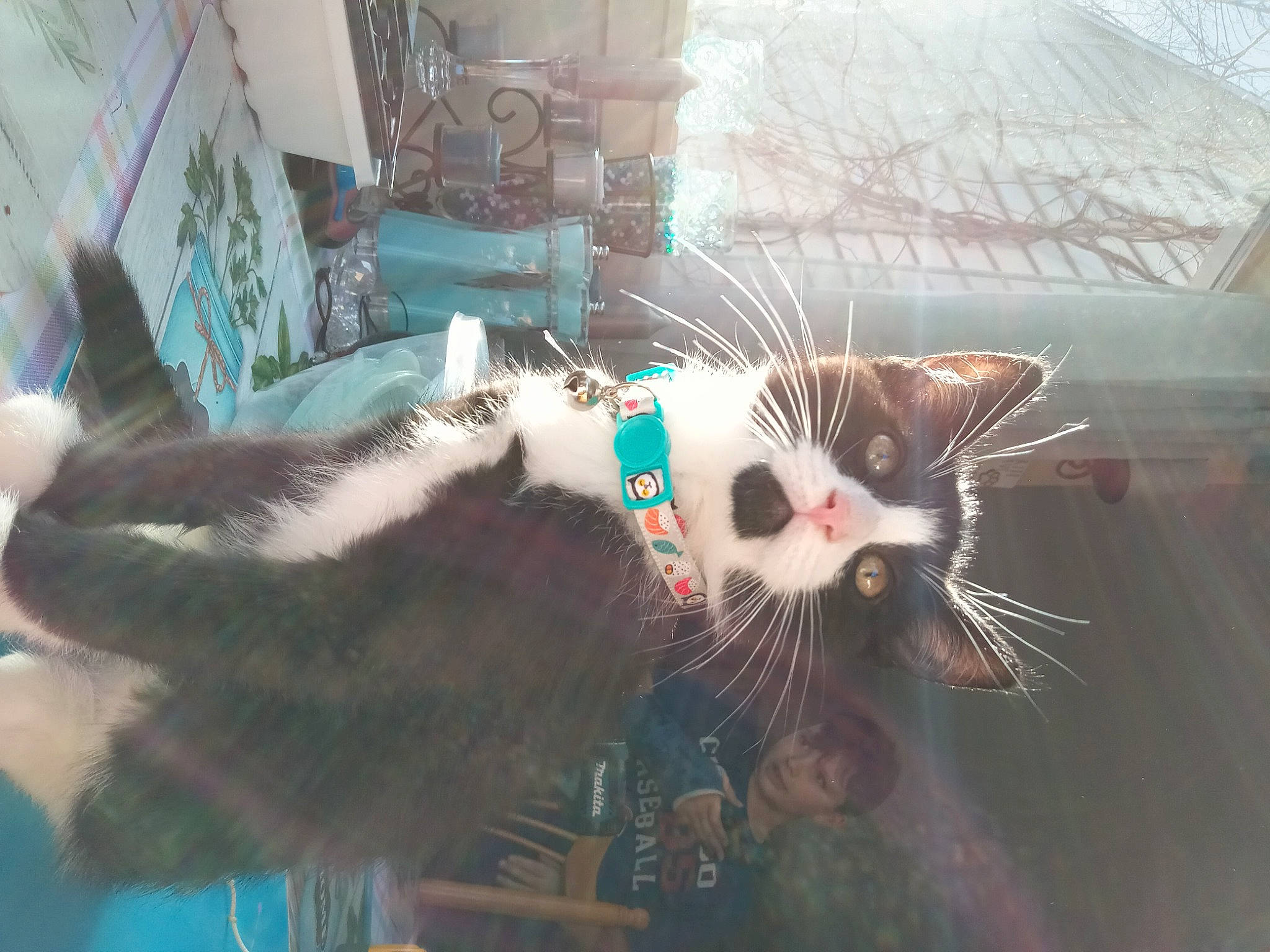 Negan is registered to the contest to win money with this photo: carnivore, cat, claw, collar, domestic_short_haired_cat, eye, felidae, fur, holiday, paw, small_to_medium_sized_cats, snout, tail, whiskers, window