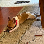 Nala joined the competition — help win amazing prizes! animal, brown_and_white, canine, carpet, chew_toy, collar, dog, domestic, floor, home, indoor, lying_down, pet, relaxed, resting, rug, small_dog, treats, vent, wood_floor