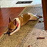 animal, brown_and_white, canine, carpet, chew_toy, collar, dog, domestic, floor, home, indoor, lying_down, pet, relaxed, resting, rug, small_dog, treats, vent, wood_floor