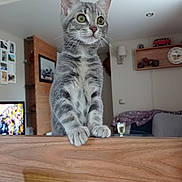 Sandrine Agogué participe au concours pour gagner de l'argent avec cette photo : kitten, cat, gray_tabby, indoor, wooden_surface, living_room, clock, shelf, toy_car, television, curious, green_eyes, furniture, domestic_animal, pet, whiskers, paws, cute, young, alert