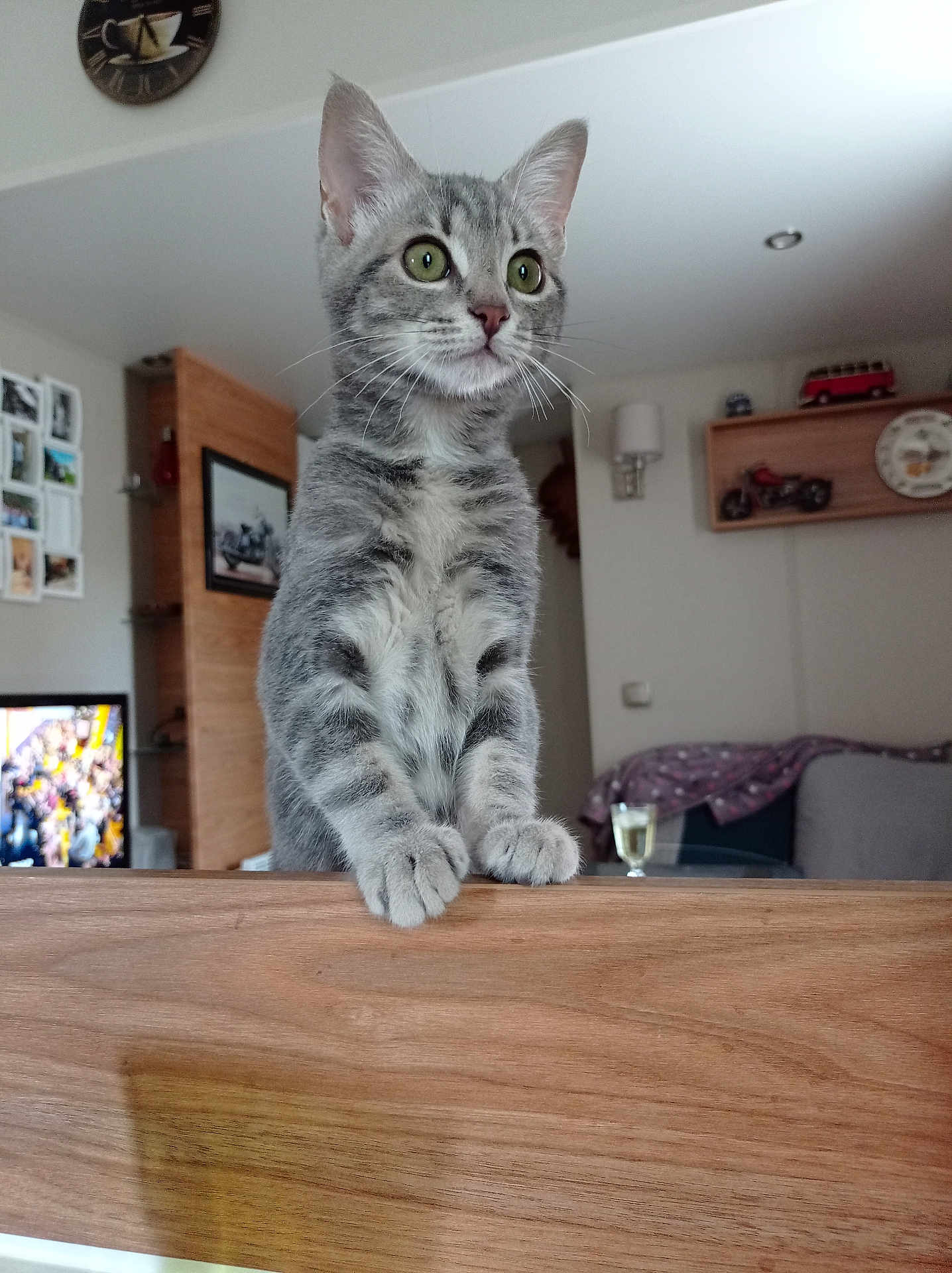 Sandrine Agogué participe au concours pour gagner de l'argent avec cette photo : kitten, cat, gray_tabby, indoor, wooden_surface, living_room, clock, shelf, toy_car, television, curious, green_eyes, furniture, domestic_animal, pet, whiskers, paws, cute, young, alert