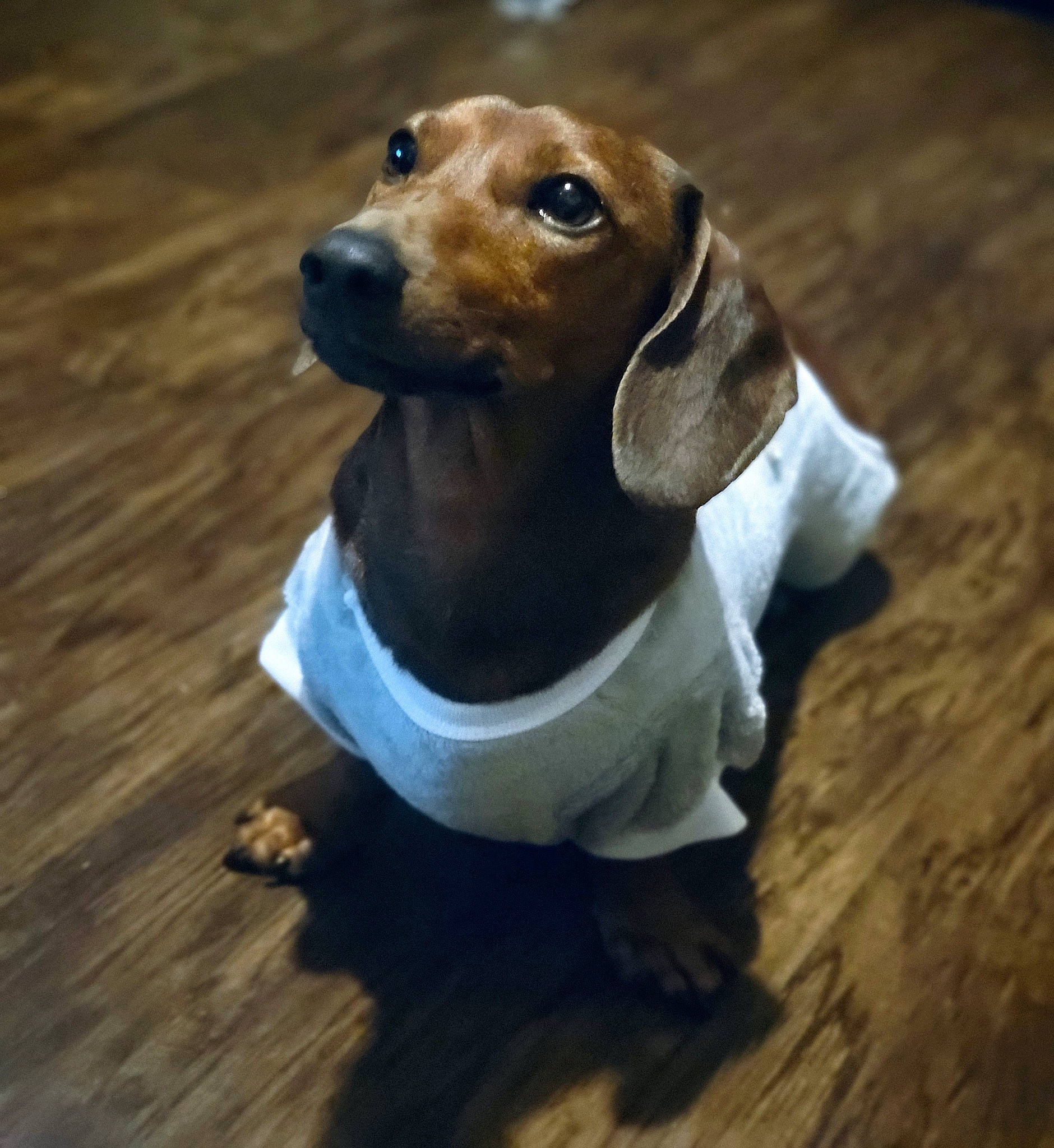 Brownie joined the competition — help win amazing prizes! brown, carnivore, collar, companion_dog, dog, dog_breed, fawn, flooring, hardwood, liver, metal, pet_supply, snout, sporting_group, terrestrial_animal, varnish, whiskers, wood, wood_stain, working_animal