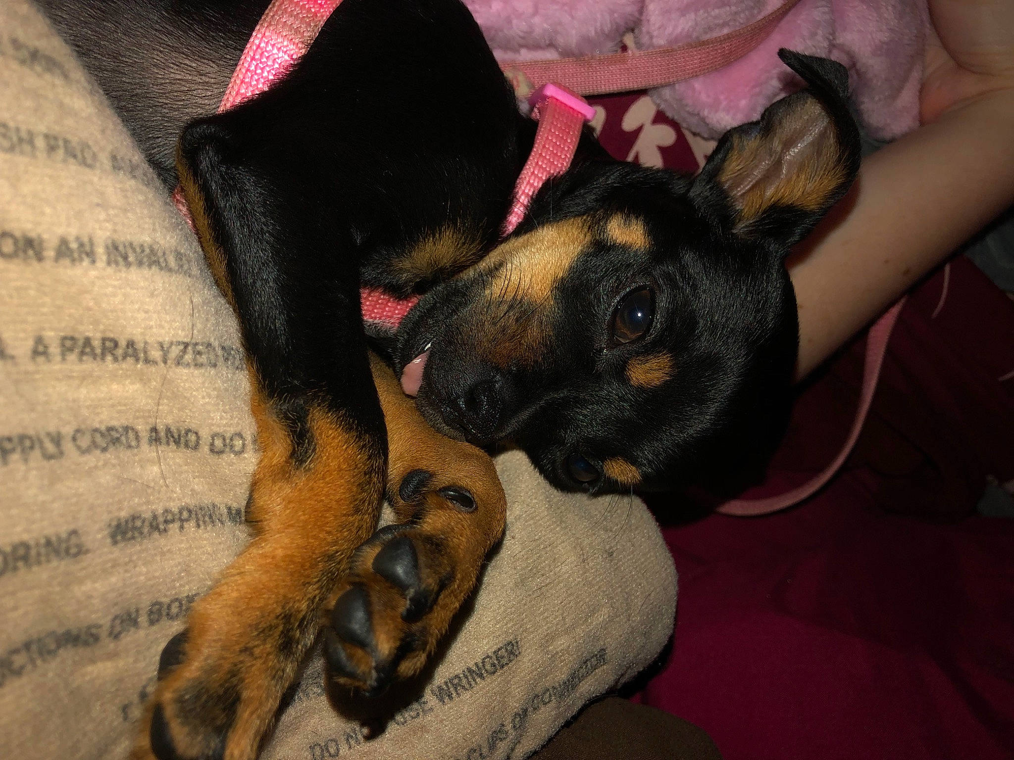 Zoey joined the competition — help win amazing prizes! black_and_tan_terrier, canidae, carnivore, dobermann, dog, dog_breed, ear, german_pinscher, mammal, manchester_terrier, miniature_pinscher, pinscher, prazsky_krysarik, puppy, puppy_love, snout, sporting_group, toy_dog, toy_manchester_terrier, vertebrate