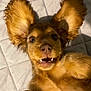 Coco is registered to the contest to win money with this photo: dog, puppy, ears, teeth, smiling, playful, pet, cute, fur, face, animal, quilted_bed, lying_down, closeup, happy, domestic_animal, young_dog, canine, whiskers, adorable