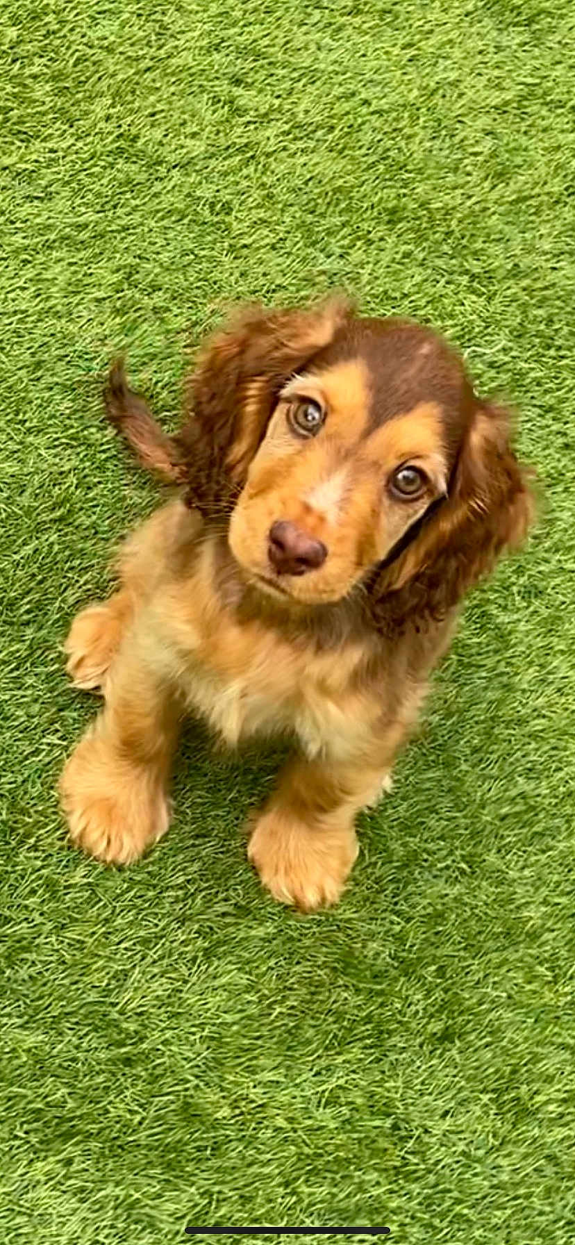 Coco