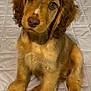 puppy, dog, pet, cute, fur, brown, eyes, sitting, indoors, floor, quilted_mat, young, animal, canine, adorable, portrait, looking_up, fluffy, ears, nose