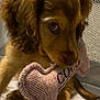 puppy, dog, toy, bone_shaped_toy, brown_fur, curly_ears, cute, pet, indoor, quilted_surface, chewing, animal, young_dog, playful, close_up, soft_texture, mesh_background, adorable, small_dog, domestic_animal