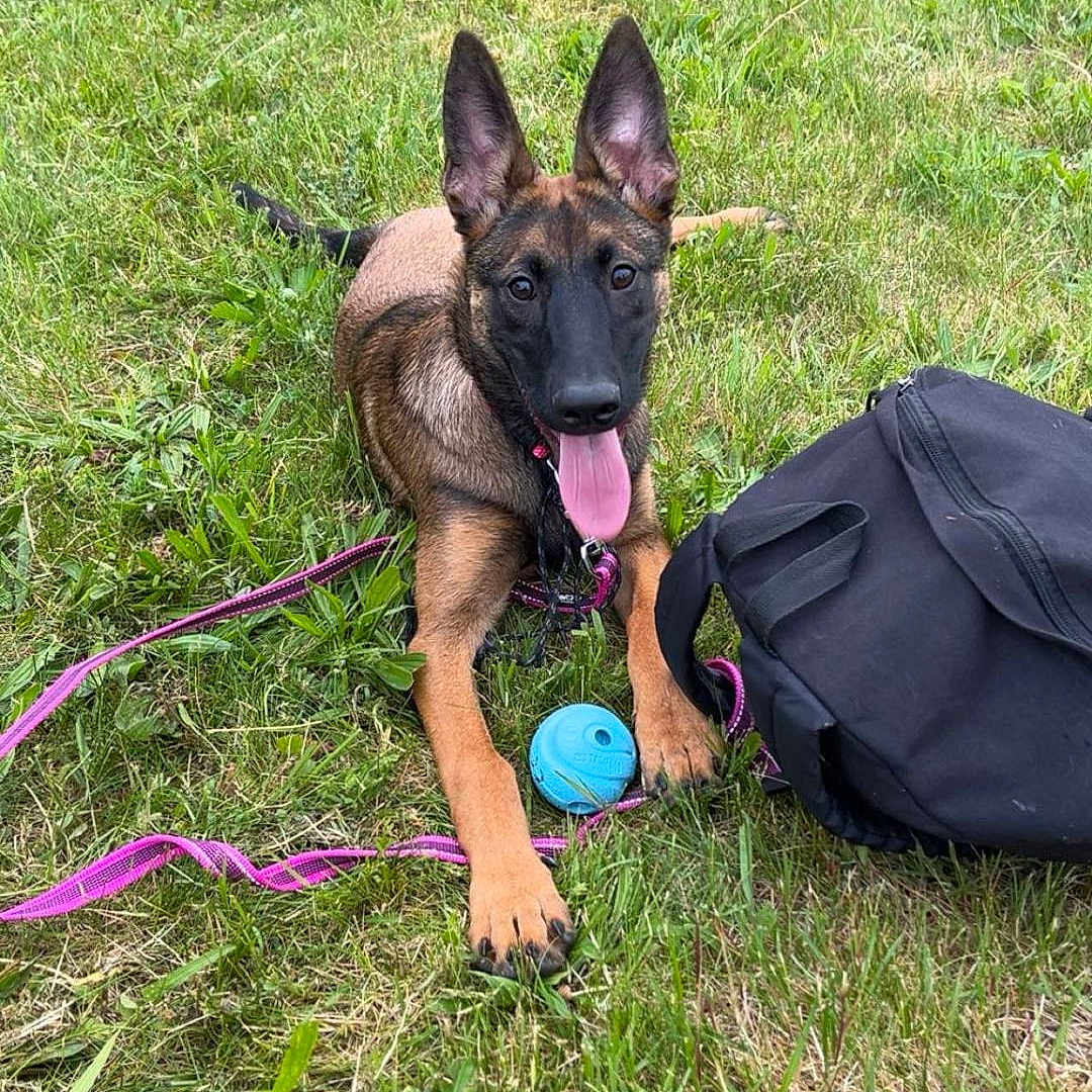 Bella a rejoint le concours — aidez-le/la à gagner de superbes lots ! animal, bag, ball, canine, daytime, dog, ears, field, grass, greenery, happy, leash, lying_down, nature, outdoor, pet, playful, resting, summer, tongue_out