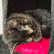Aki participe au concours pour gagner de l'argent avec cette photo : cat, tortoiseshell_cat, sleeping, feline, pet, cozy, indoors, cat_condo, furry, resting, red_cushion, animal, cute, fur, curled_up, relaxation, soft_texture, black, orange, whiskers