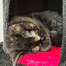 cat, tortoiseshell_cat, sleeping, feline, pet, cozy, indoors, cat_condo, furry, resting, red_cushion, animal, cute, fur, curled_up, relaxation, soft_texture, black, orange, whiskers