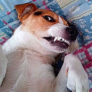 Ilya participe au concours pour gagner de l'argent avec cette photo : dog, pet, playful, teeth, paw, lying_down, quilt, colorful, fur, face, closeup, canine, snout, ear, expression, home, indoor, animal, cute, mischievous