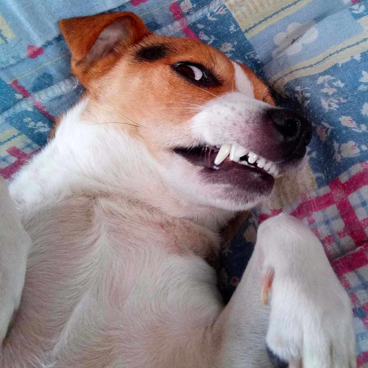 Ilya participe au concours pour gagner de l'argent avec cette photo : dog, pet, playful, teeth, paw, lying_down, quilt, colorful, fur, face, closeup, canine, snout, ear, expression, home, indoor, animal, cute, mischievous