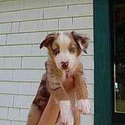 Bozeman joined the competition — help win amazing prizes! puppy, dog, blue_eyes, hand, white_wall, window, outdoor, young_dog, fur, pet, cute, animal, holding, portrait, looking, ears, pink_nose, paw, background, shingles
