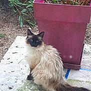 Petitloup participe au concours pour gagner de l'argent avec cette photo : animal, blue_eyes, cat, curious, daylight, feline, fluffy, garden, greenery, leafy, looking, nature, outdoor, pet, pink_planter, plant, planter, siamese_cat, sitting, stone_surface