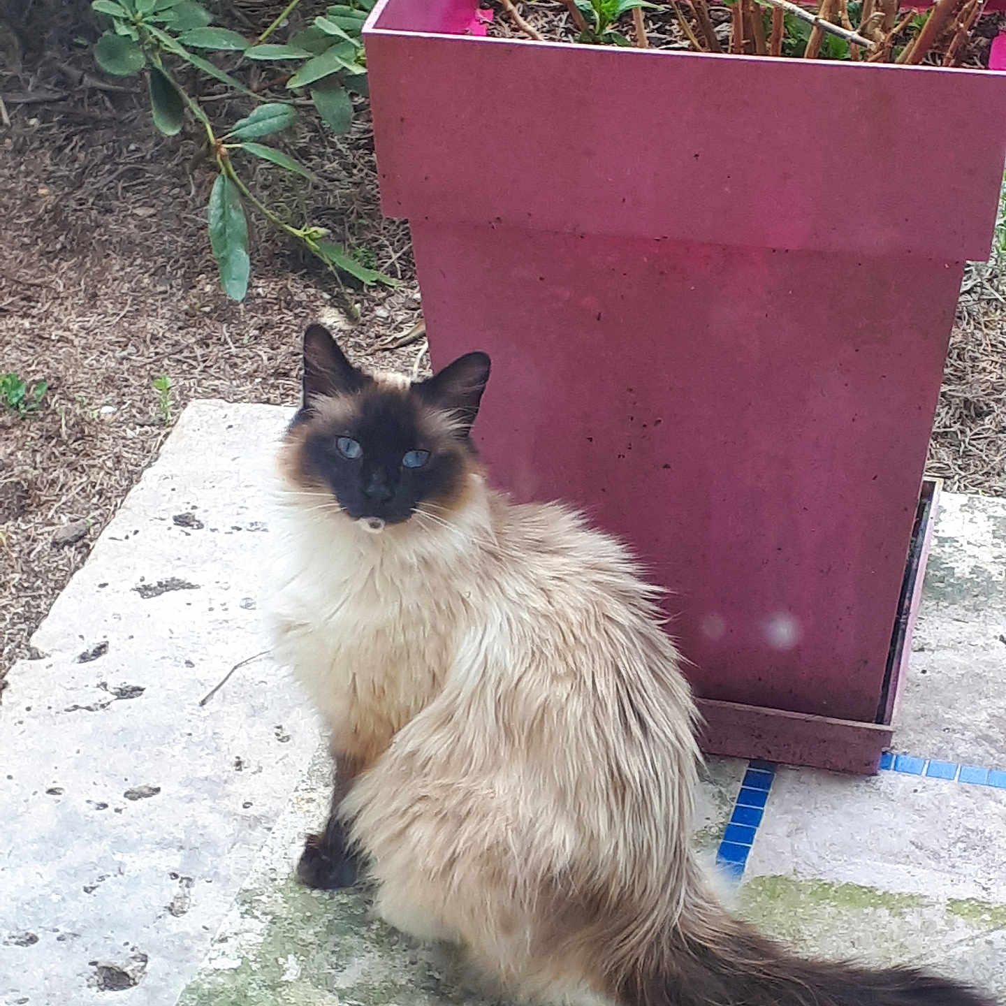 Petitloup participe au concours pour gagner de l'argent avec cette photo : animal, blue_eyes, cat, curious, daylight, feline, fluffy, garden, greenery, leafy, looking, nature, outdoor, pet, pink_planter, plant, planter, siamese_cat, sitting, stone_surface