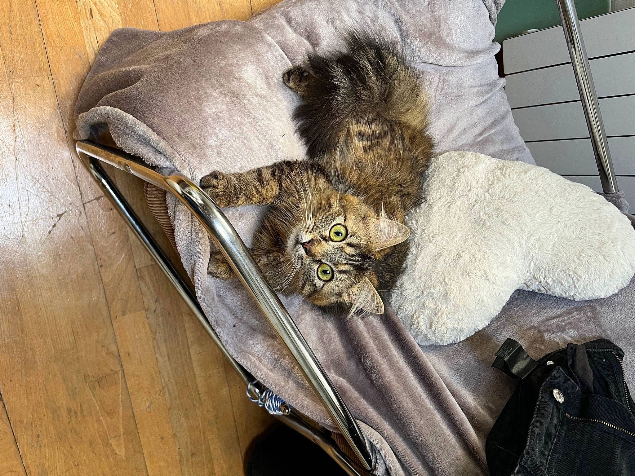 Louise participe au concours pour gagner de l'argent avec cette photo : bag, baggage, carnivore, cat, comfort, domestic_short_haired_cat, fawn, feather, felidae, fur, grey, linens, luggage_and_bags, nap, small_to_medium_sized_cats, snout, tail, terrestrial_animal, whiskers, wood