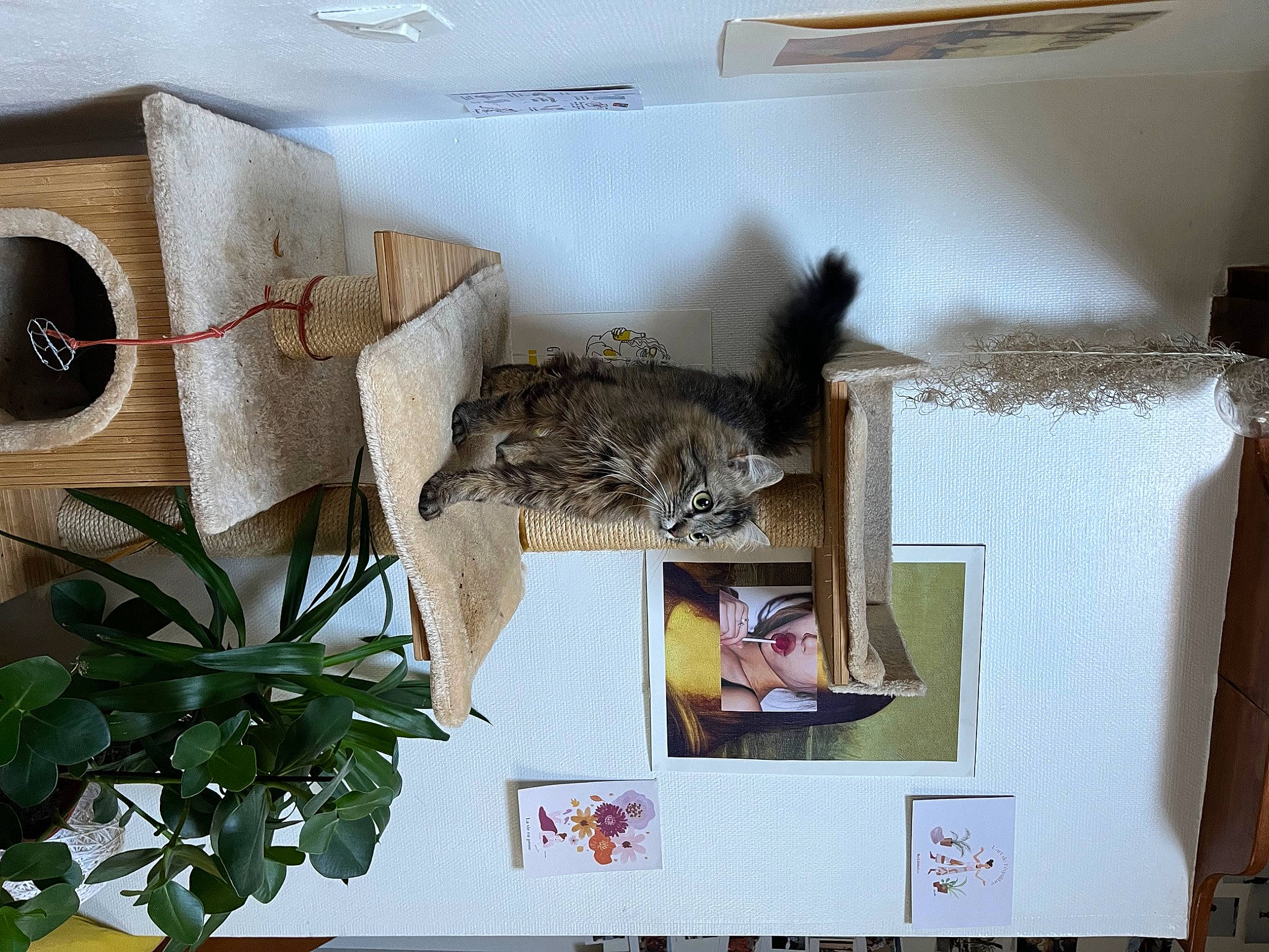 Louise participe au concours pour gagner de l'argent avec cette photo : carnivore, cat, ceiling, comfort, domestic_short_haired_cat, felidae, flowerpot, font, fur, houseplant, interior_design, linens, plant, rectangle, room, shelving, small_to_medium_sized_cats, tail, whiskers, wood