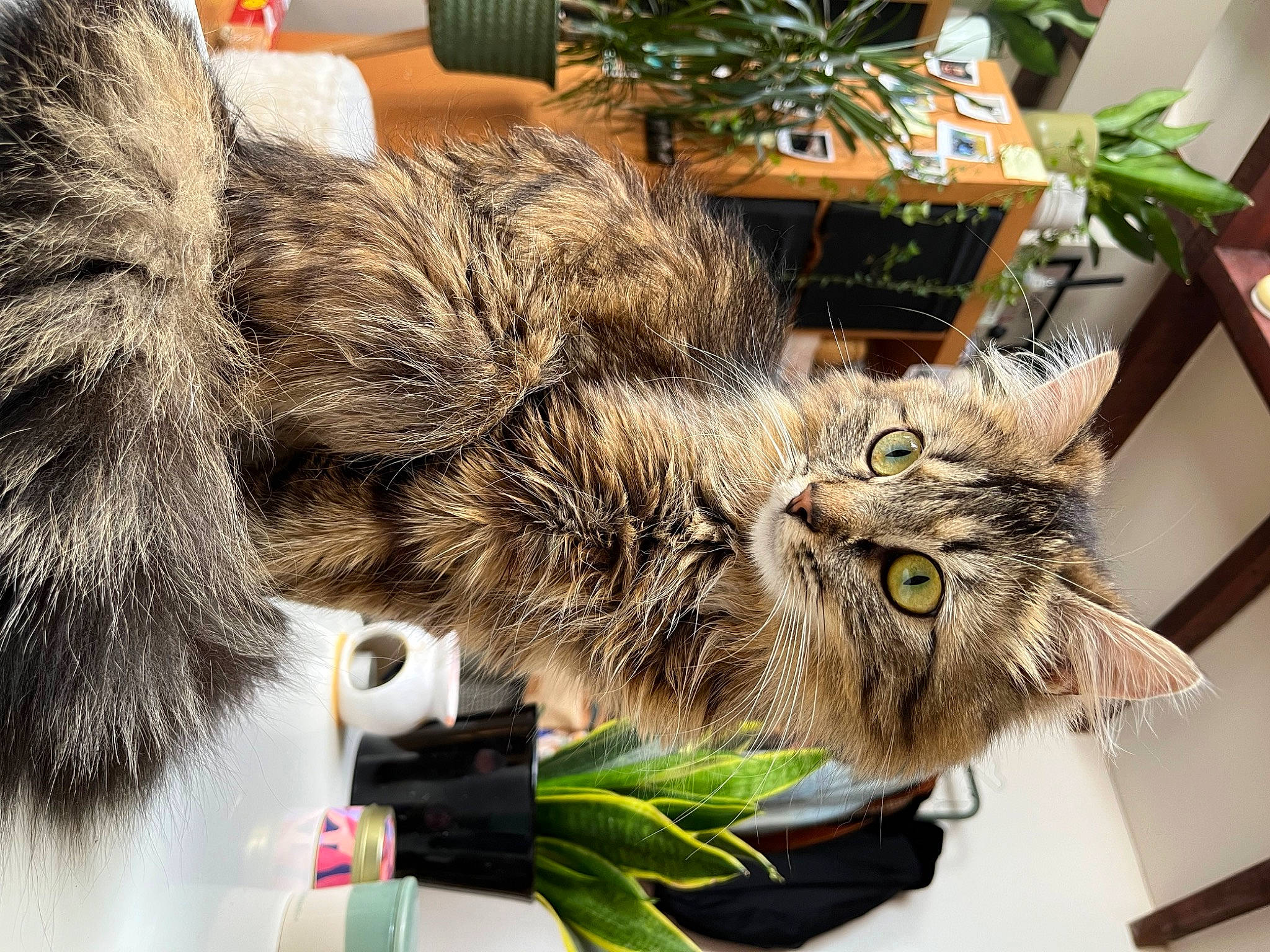 Louise a rejoint le concours — aidez-le/la à gagner de superbes lots ! carnivore, cat, claw, domestic_short_haired_cat, felidae, flowerpot, fur, houseplant, paw, plant, small_to_medium_sized_cats, snout, tail, terrestrial_animal, whiskers