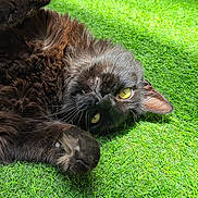 Neko joined the competition — help win amazing prizes! animal, black_cat, cat, closeup, cute, feline, fur, grass, lying_down, mammal, nature, outdoor, paw, pet, playful, relaxed, sunlight, upside_down, whiskers, yellow_eyes