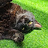 animal, black_cat, cat, closeup, cute, feline, fur, grass, lying_down, mammal, nature, outdoor, paw, pet, playful, relaxed, sunlight, upside_down, whiskers, yellow_eyes