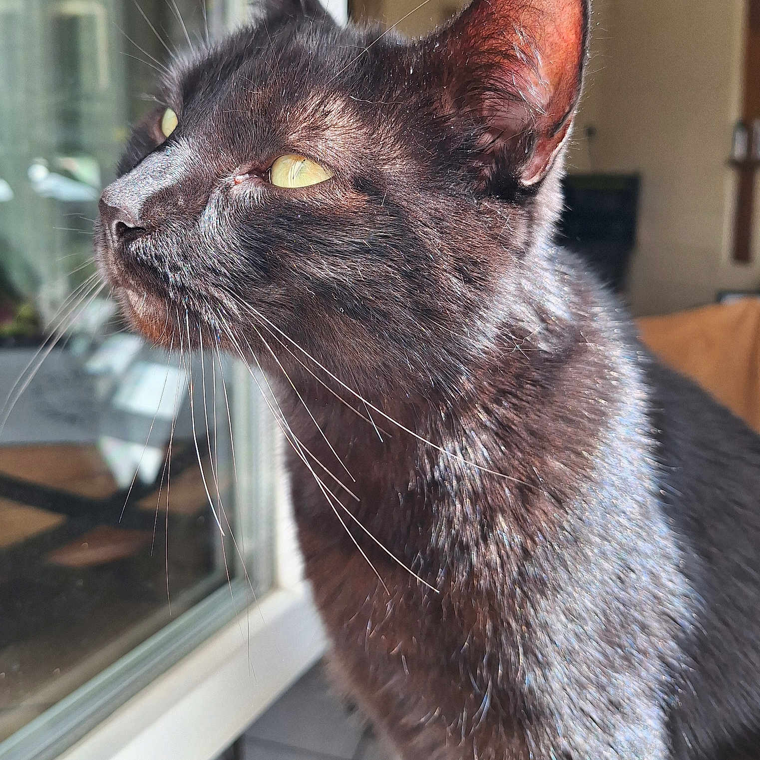 Salem a rejoint le concours — aidez-le/la à gagner de superbes lots ! abyssinian, animal, blackcat, cat, egyptiancat, kitten, manx, pet