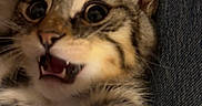 Louie is registered to the contest to win money with this photo: kitten, cat, paw, close_up, denim, playful, whiskers, fur, pet, animal, cute, mouth_open, curious, indoor, feline, young, tabby, expressive, hand, claw