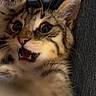 kitten, cat, paw, close_up, denim, playful, whiskers, fur, pet, animal, cute, mouth_open, curious, indoor, feline, young, tabby, expressive, hand, claw