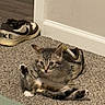 Louie joined the competition — help win amazing prizes! kitten, cat, carpet, shoe, nike, indoor, pet, curious, small, feline, animal, gray, striped, paw, ears, young, cute, floor, resting, playful