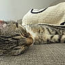 Louie joined the competition — help win amazing prizes! cat, tabby, sleeping, couch, blanket, indoor, cozy, fur, pet, resting, closeup, whiskers, relaxation, animal, mammal, domestic, feline, texture, soft, comfort