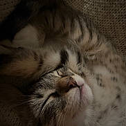 Louie joined the competition — help win amazing prizes! cat, tabby, sleeping, cozy, blanket, knitted, fur, whiskers, pet, animal, relaxed, cute, domestic, resting, closeup, indoor, soft, nap, peaceful, feline