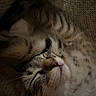 cat, tabby, sleeping, cozy, blanket, knitted, fur, whiskers, pet, animal, relaxed, cute, domestic, resting, closeup, indoor, soft, nap, peaceful, feline
