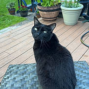 Paul is registered to the contest to win money with this photo: black_cat, cat, outdoor, table, woven_table, potted_plants, patio_chairs, backyard, greenery, grass, pool, wooden_deck, curious, pet, animal, feline, sitting, nature, daylight, relaxing