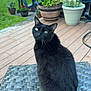 black_cat, cat, outdoor, table, woven_table, potted_plants, patio_chairs, backyard, greenery, grass, pool, wooden_deck, curious, pet, animal, feline, sitting, nature, daylight, relaxing