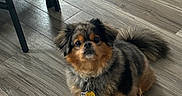 Preston is registered to the contest to win money with this photo: alert, animal, black_fur, brown_fur, chair_leg, collar, companion, curious, cute, dog, domestic, flooring, fluffy, indoor, looking_up, pet, small_dog, tag, tan_fur, wood_floor