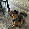alert, animal, black_fur, brown_fur, chair_leg, collar, companion, curious, cute, dog, domestic, flooring, fluffy, indoor, looking_up, pet, small_dog, tag, tan_fur, wood_floor
