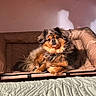 Preston is registered to the contest to win money with this photo: animal, black, brown, comfort, companion, couch, cozy, dog, domestic, fur, furniture, home, indoor, long_hair, pet_bed, relaxed, resting, shadow, sunlight, tan